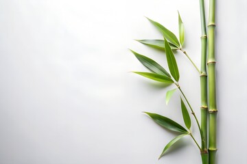 Obraz premium Serene bamboo stalks and branches on white background in minimalist nature composition