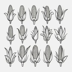 Collection of Hand-Drawn Corn Illustrations Vintage Style Maize Designs