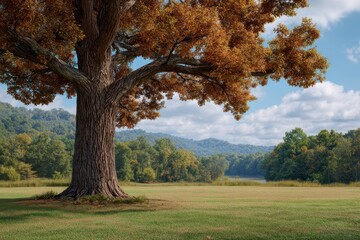 Majestic oak tree in autumn landscape scenic vista view