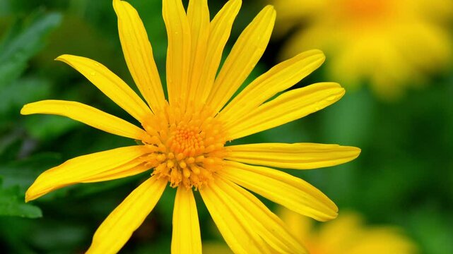 Euryops Pectinatus Flowers on Plant Waving in the Wind Slow Motion 120fps 4K Footage &ndash; Bright Yellow Blooms in Garden