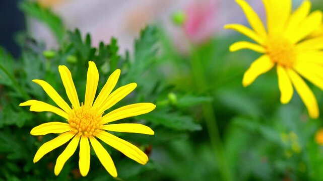 Euryops Pectinatus Flowers on Plant Waving in the Wind Slow Motion 120fps 4K Footage &ndash; Bright Yellow Blooms in Garden