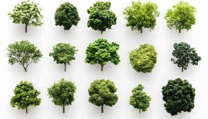 Collection of various treetops against a white background.