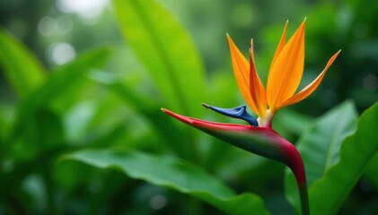 Blurred background of Heliconia psittacorum flower in lush green foliage, greenery, heliconia