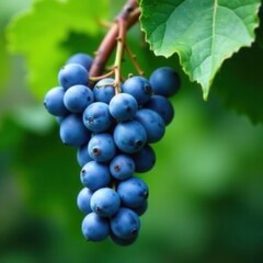 Group of ripe blue grapes clustered on a leafy stem, harvest, fruit