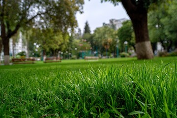 View of young green grass in a park, taken close-up with a beautiful blurring of the background