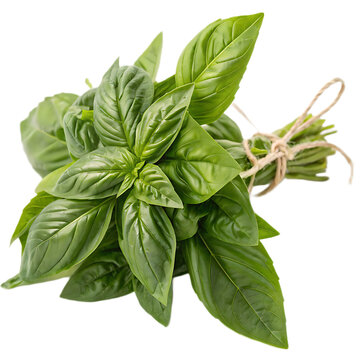 A bunch of fresh basil leaves tied together with twine on a black background close up top down view