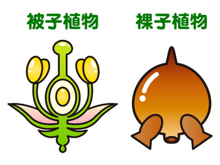 シンプルな被子植物と裸子植物の図解イラスト素材