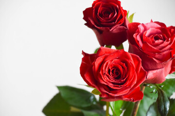 赤い薔薇