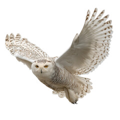 Obraz premium Snowy Owl Flight Photo Stock PNG Transparent