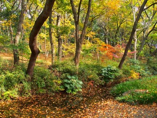 晩秋の黄葉の林のある21世紀の森と広場風景