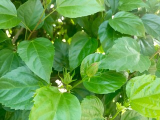 green leaves in the garden background, Hibiscus (Hibiscus rosa-sinensis) A plant known as a popular...