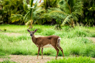 A Key deer doe stands in a grassy clearing