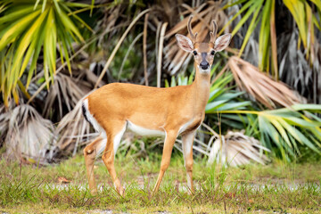 A key deer buck stands at attention along a roadside in Big Pine Key, Florida