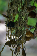 Group of butterfly 