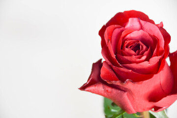 赤い薔薇