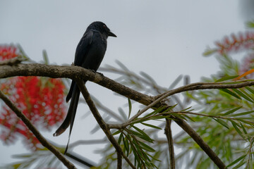 Black drongo on the red bottle brush tree