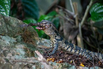 wild lizard eating a frog