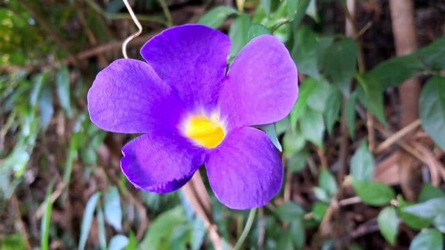 The purple mandevilla vine flower