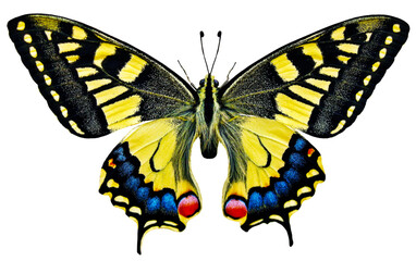 swallow tail butterfly