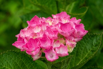 鎌倉2506　英勝寺2　紫陽花