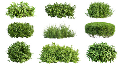 set of lush green bushes cut out on white background