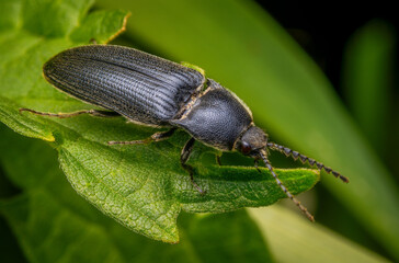 Macrophotography of a black Click Beetle (Malanotus Communis) on a green leaf in nature.