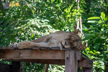 lioness take a rest