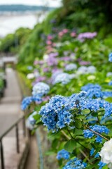 Obraz premium 鎌倉2506 成就院10 紫陽花