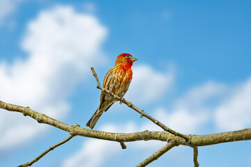 House finch on a twig