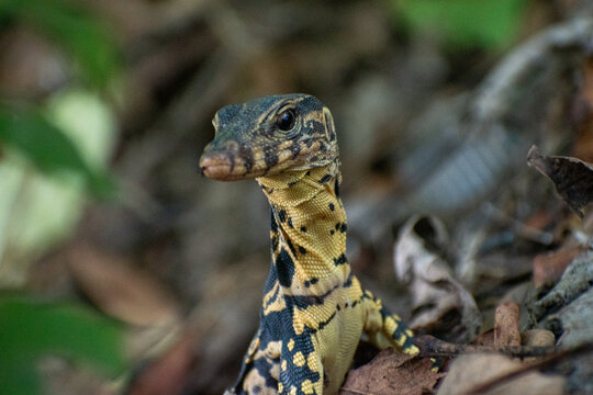 lizzard inside the forrest