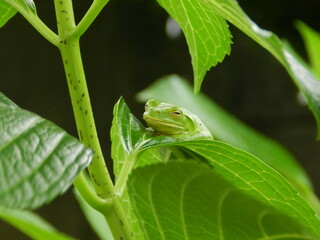 アジサイの葉の上で寝てるカエル