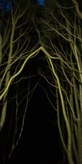 The Gates of Alpha Forest: Where Nature Begins to Whisper Her Golden