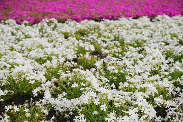 Pink Shibazakura Flower or Moss Phlox at Hitsujiyama Park in Chichibu, Saitama, Japan - 日本...