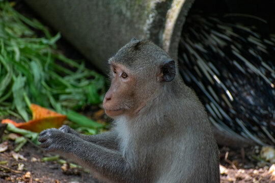 Macaque try to open some nutts