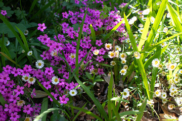 A flower field in early summer.