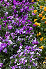 A flower field in early summer.