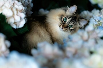 Obraz premium Fluffy cat nestled amongst hydrangea blossoms