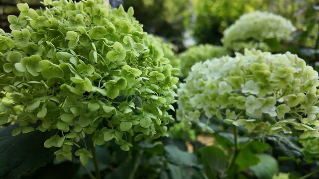 green hydrangea in the garden