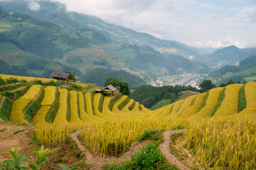 Golden rice terraces cascade down mountainsides, dotted with traditional huts, overlooking a...