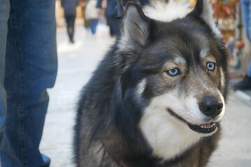 Dog with blue eyes walks in busy market area