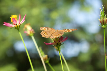 Photo of Junonia Lemonias butterfly perched on a flower.