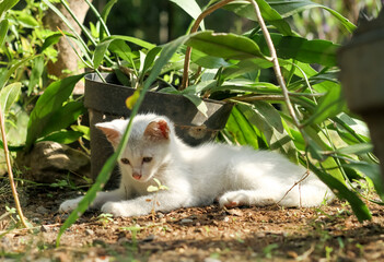 Cute photo of white kitten.