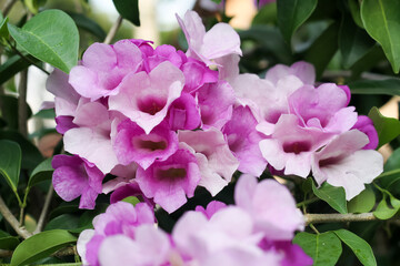 Photo of garlic vine (Mansoa alliacea) flowers.