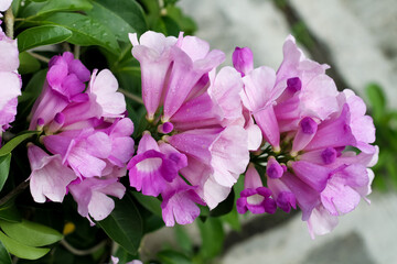 Photo of garlic vine (Mansoa alliacea) flowers.