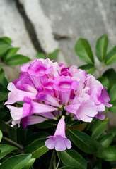 Photo of garlic vine (Mansoa alliacea) flowers.