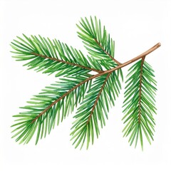 Obraz premium Detailed Watercolor Illustration of Evergreen Branch