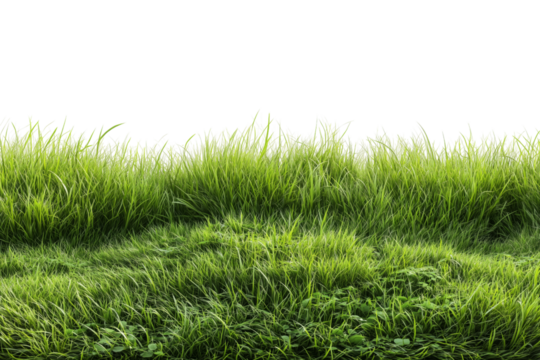 Green grass with copy space isolated on white or transparent background - Powered by Adobe