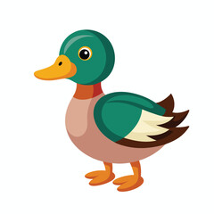 duck on white background