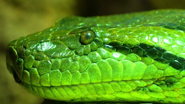 Green Anaconda [Eunectes murinus] Headshot &ndash; 120fps Slow Motion 4K Footage of Powerful Reptile in Natural Habitat