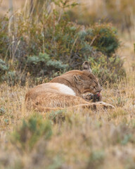 Pumas in Torres del Paine National Park, Patagonia